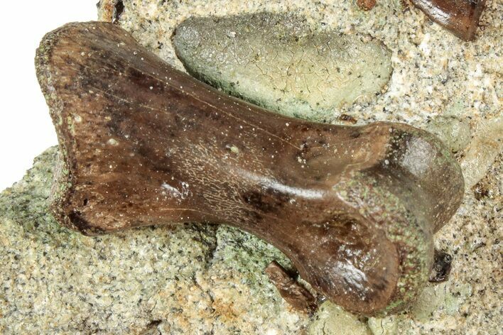 Fossil Dromaeosaurid Phalanx on Sandstone - Judith River Fm #313457